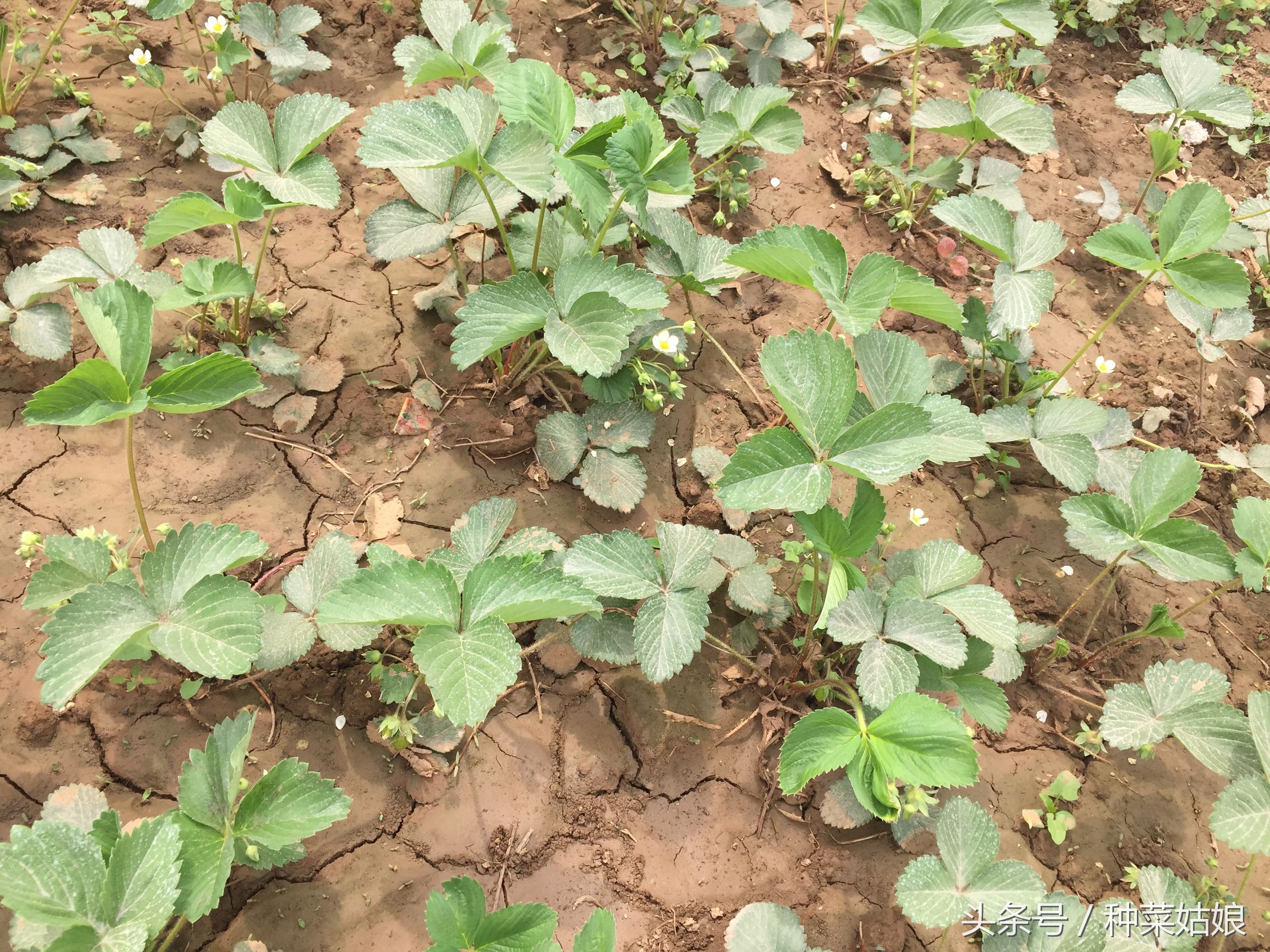草莓种植小妙招,草莓的种植方法和优缺点