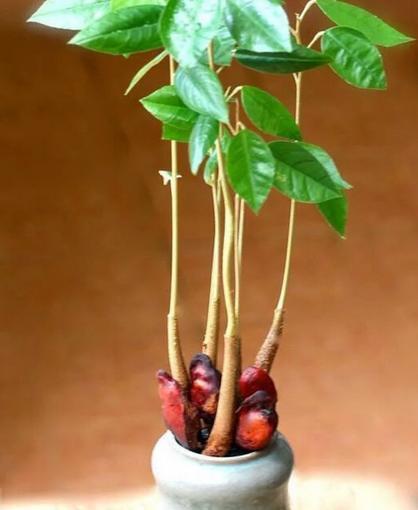 榴莲种花盆里,榴莲籽种成小盆栽只需五步