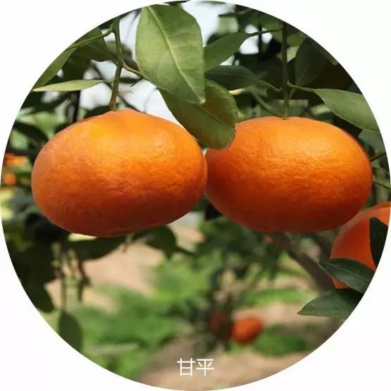 鏄ヨ鍜屾槑鏃ヨ鍜屾矁鏌戝摢涓洿濂藉悆,鏌戞鍥涘ぇ缇庝汉