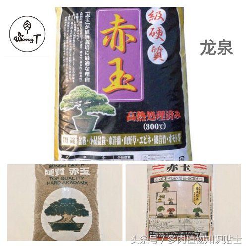 多肉植物用哪种土壤好,多肉植物什么土壤比较好