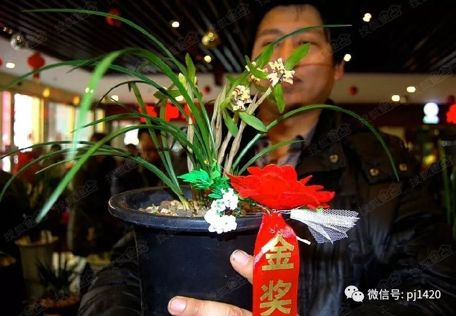 兰花最名贵的品种多少钱一株,最便宜的兰花多少钱一株啊