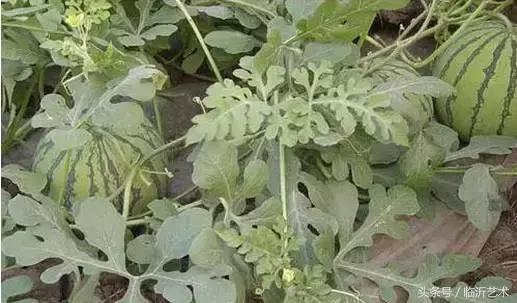 临沂景色有多美,临沂的独特风光