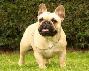 可爱的斗牛犬视频,法国斗牛犬训练大小便