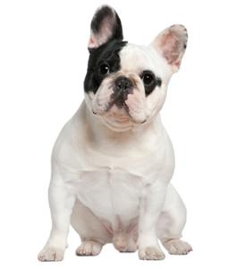 可爱的斗牛犬视频,法国斗牛犬训练大小便