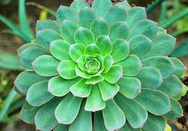 划划手机养养眼，让多肉美拍缓解你的疲劳，静下来明天再出发！