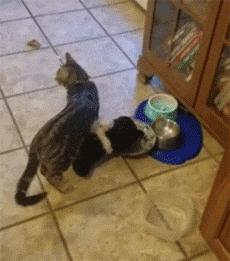 现在的猫都学成精了,这年头连猫都成精了