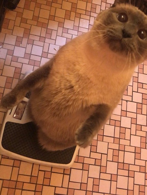 现在的猫都学成精了,这年头连猫都成精了