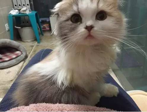 治疗猫癣过程注意什么,猫咪预防猫癣用什么药比较好