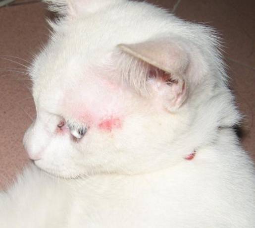 治疗猫癣过程注意什么,猫咪预防猫癣用什么药比较好