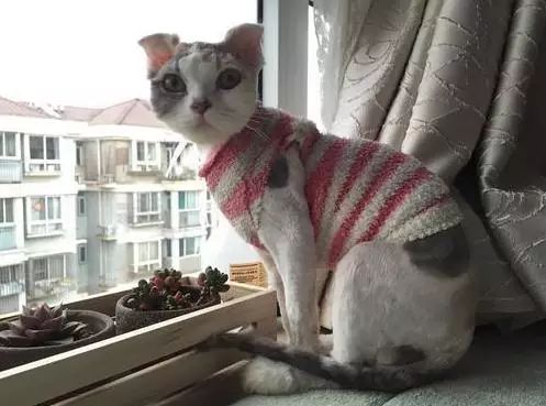 治疗猫癣过程注意什么,猫咪预防猫癣用什么药比较好