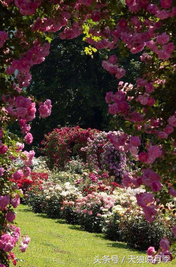我遇到人生最大的坎坷我该怎么办,种花遇到的问题