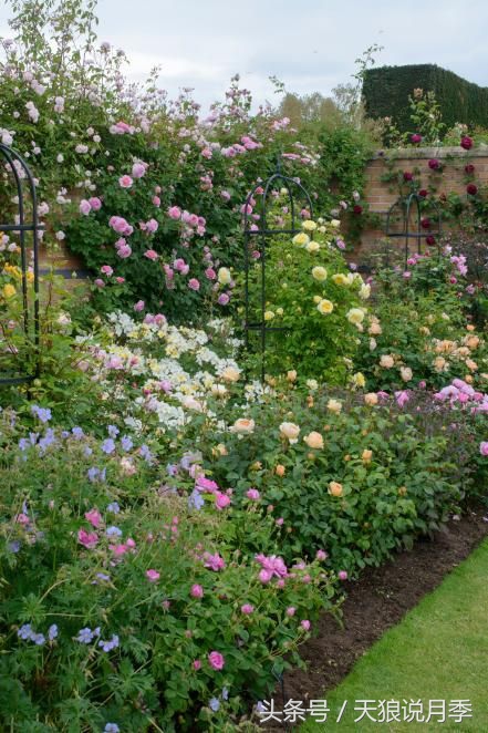 我遇到人生最大的坎坷我该怎么办,种花遇到的问题