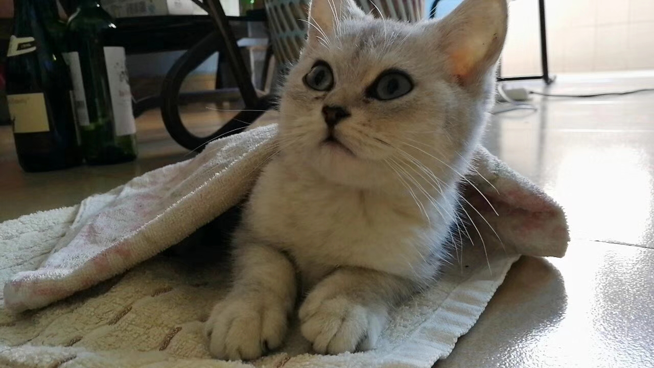 这年头，养只猫咪比养女朋友还要娇气