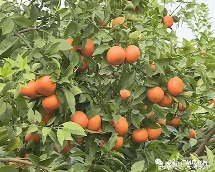 武鸣沃柑开园上市,武鸣沃柑2024发布现场