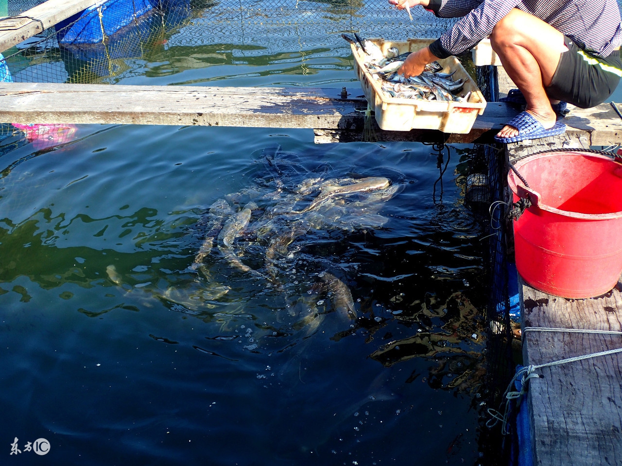 养殖水产身价几十亿,网箱水产养殖的好处和坏处