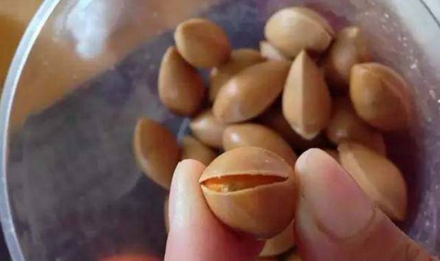 不用种子种的小盆栽简单教程,简单种子盆栽