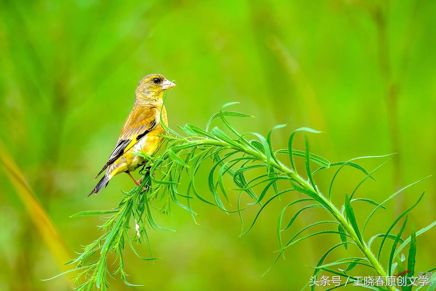 天各一方长相思望穿秋水君可知,望穿秋水君可知