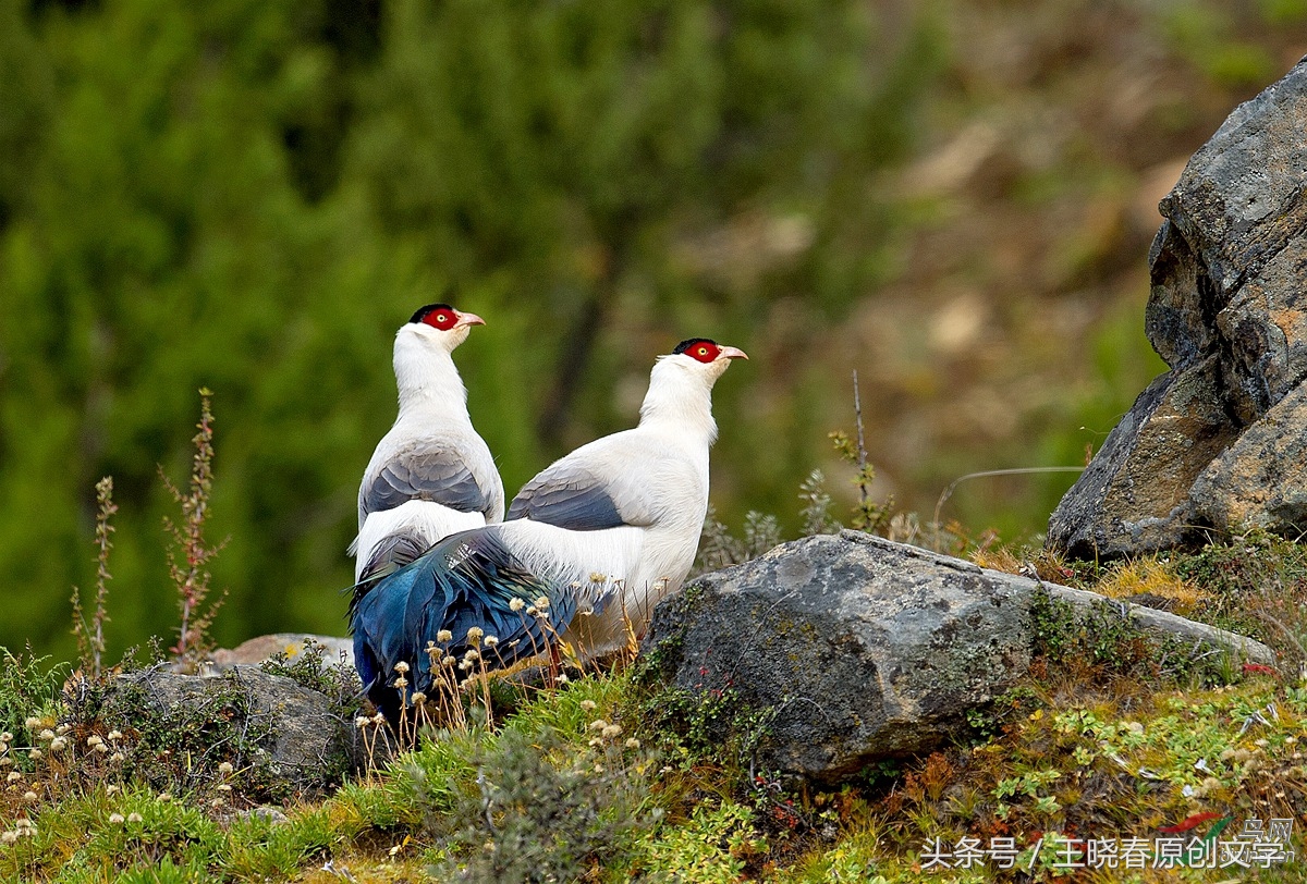 天各一方长相思望穿秋水君可知,望穿秋水君可知