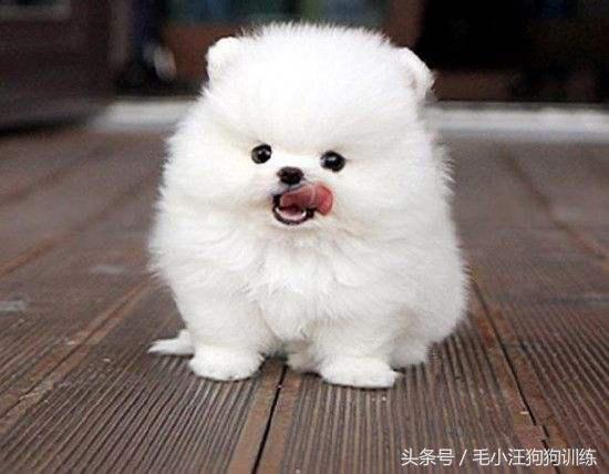 怎样治博美歪头,歪脖可不可以矫正