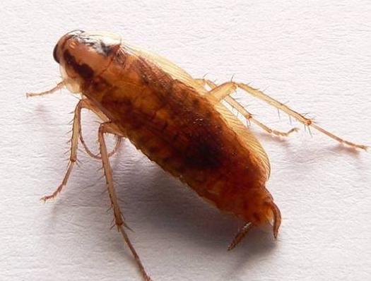 家里的蟑螂越来越多怎么消灭蟑螂,蟑螂最怕什么才能治蟑螂