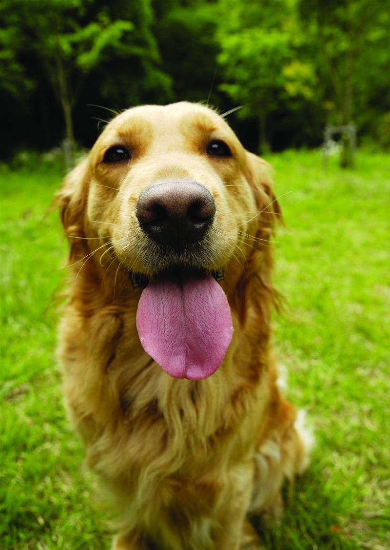 2024年1月15日生肖狗运势,2024年1月15日生肖属狗人的运势