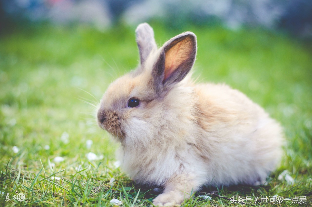 属猪适合和什么属相合作合财,属猪人与什么属相合作财运最佳