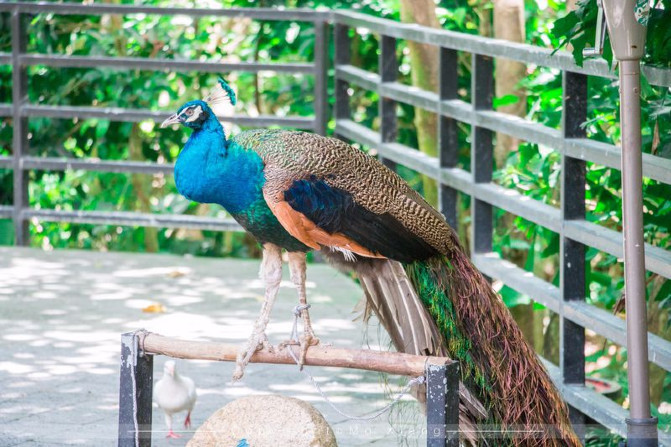浪漫三亚视频,碧海蓝天椰风海韵浪漫三亚