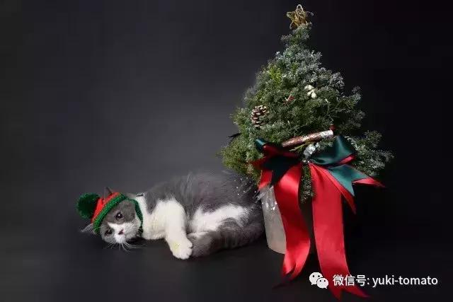 当我们探讨时我们在讨论什么,当我们谈论喝茶时我们在谈论什么