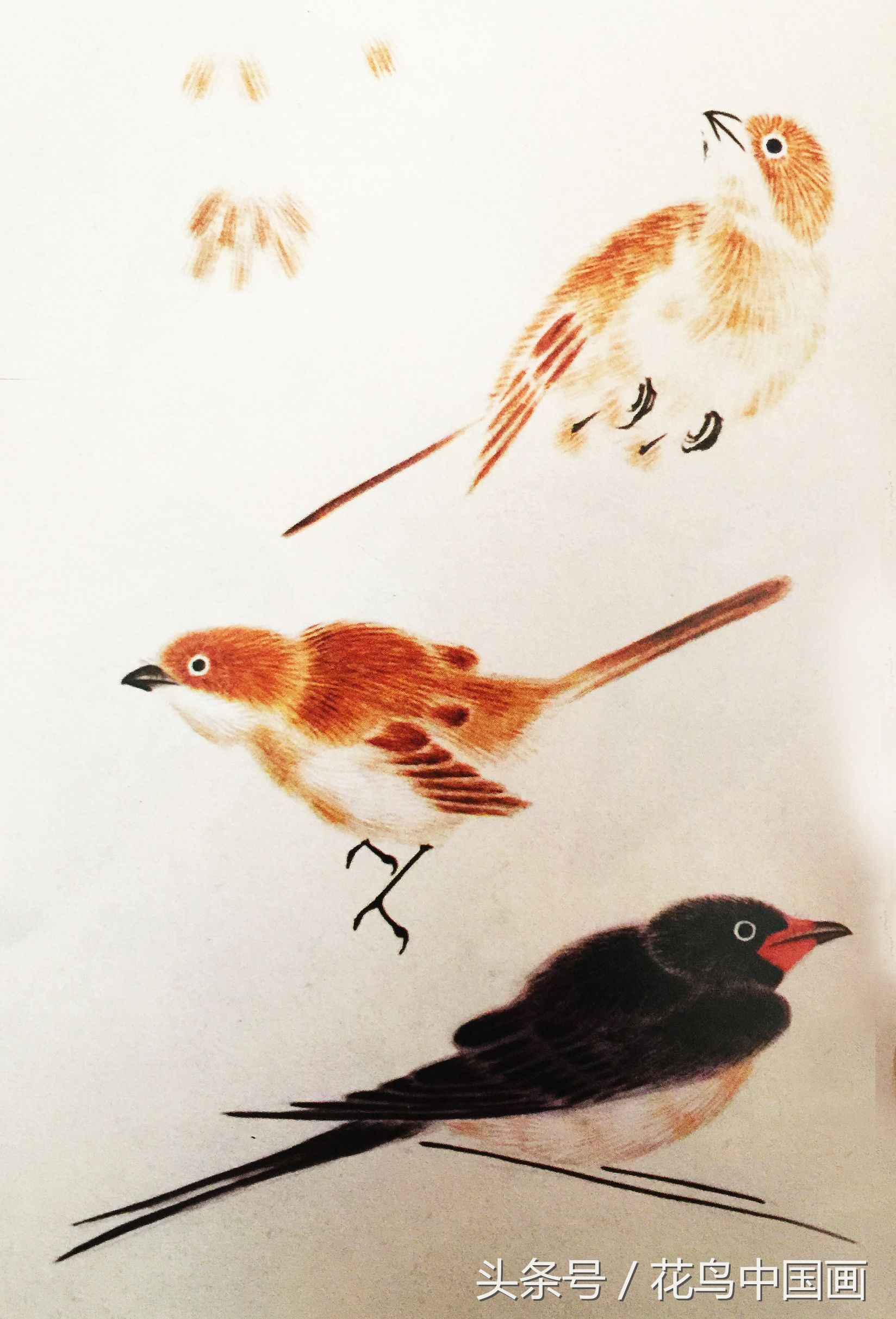 工笔国画白鸟的画法,写意花鸟羽毛技法