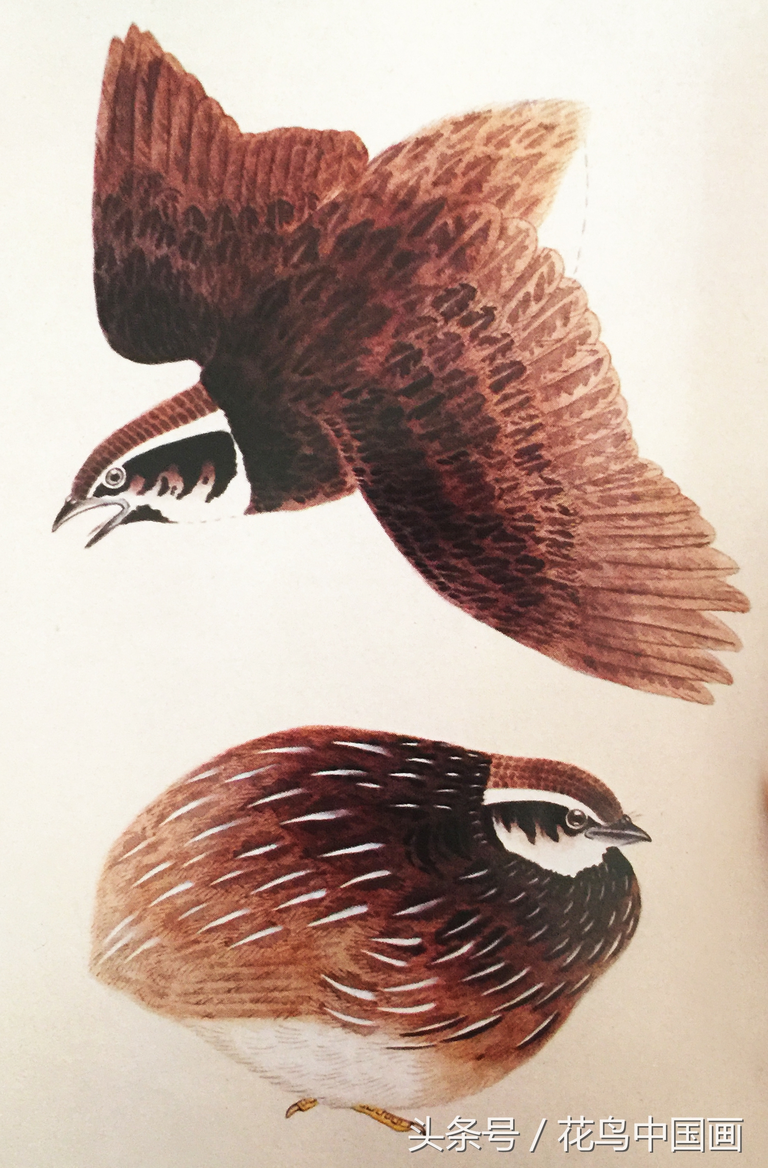 工笔国画白鸟的画法,写意花鸟羽毛技法