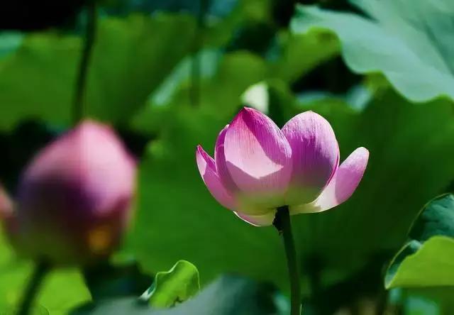 牛爆了原版视频,牛爆了