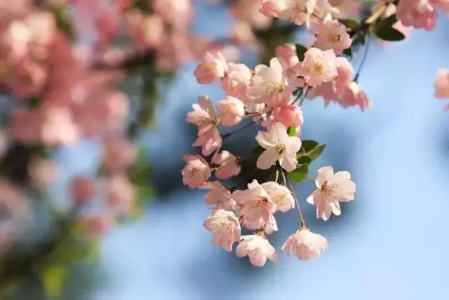 牛爆了原版视频,牛爆了