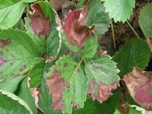 草莓病毒怎么根治,草莓病毒病出来的花蕾什么样子