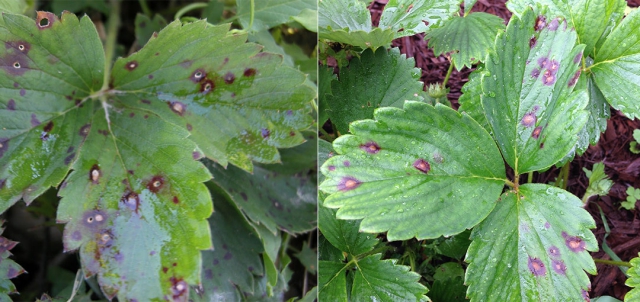 草莓病毒怎么根治,草莓病毒病出来的花蕾什么样子