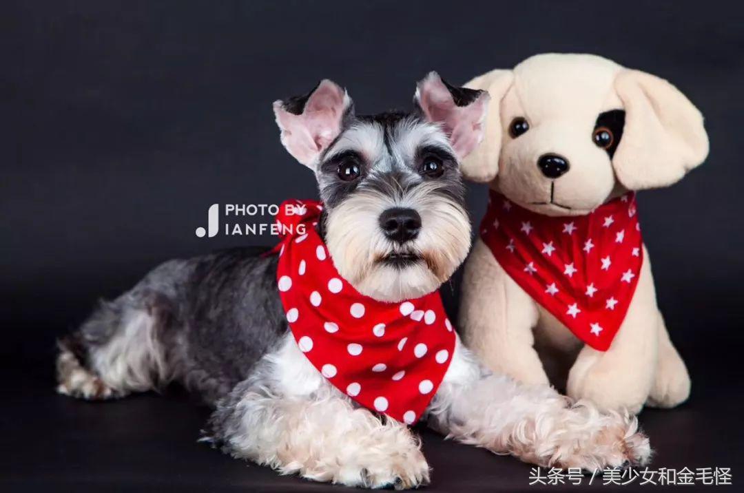 养狗人请注意,养狗人要经过学习持证养狗