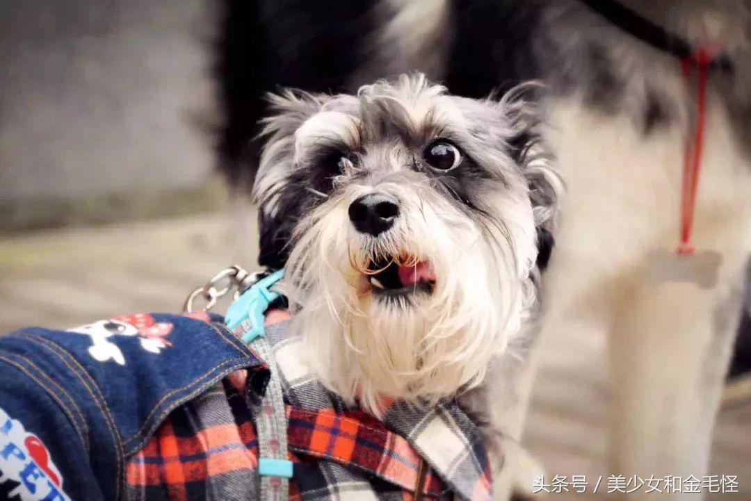 养狗人请注意,养狗人要经过学习持证养狗