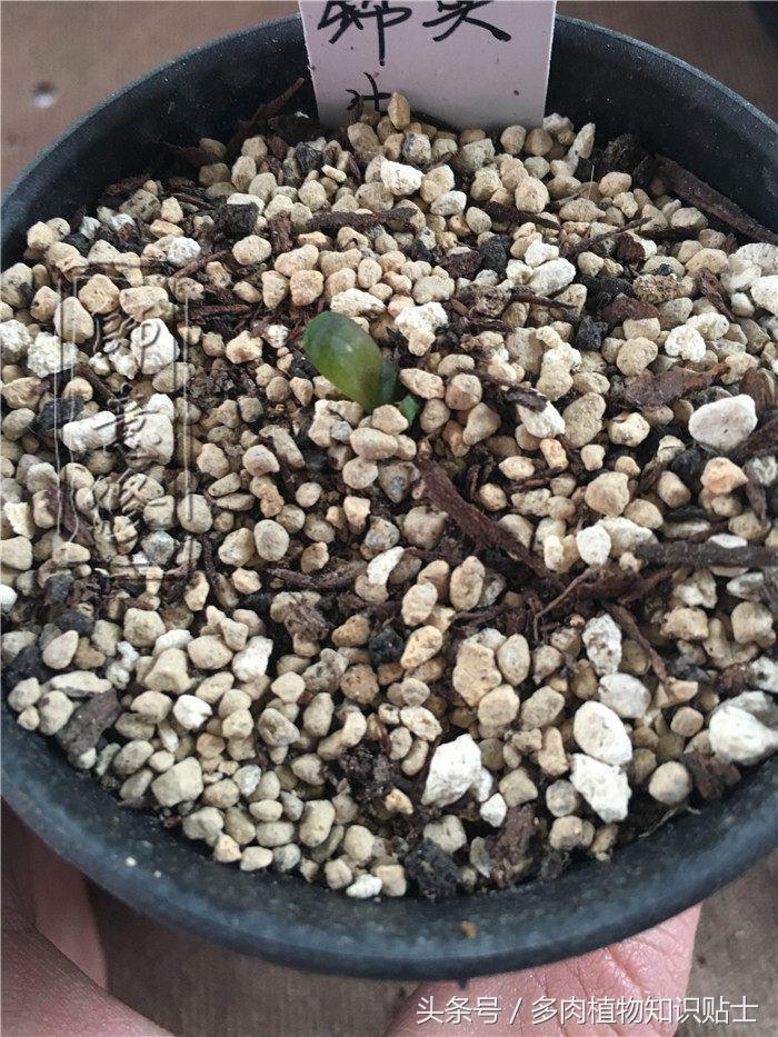 多肉植物用哪种土壤好,多肉植物什么土壤比较好