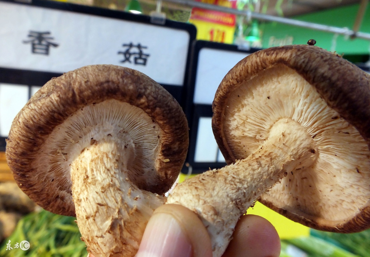 种蘑菇有前景吗,种蘑菇难不难