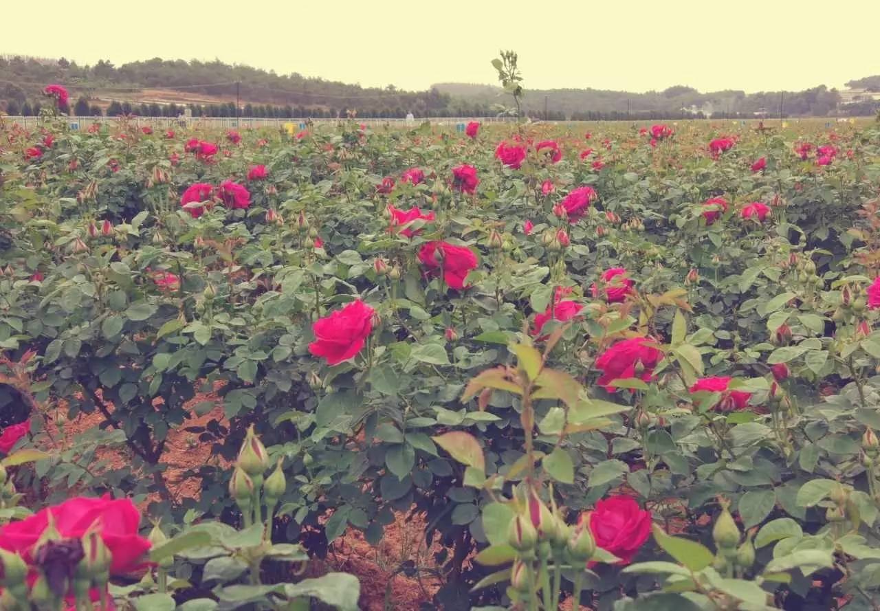 送礼就送鲜花饼,送礼送嘉华的鲜花饼