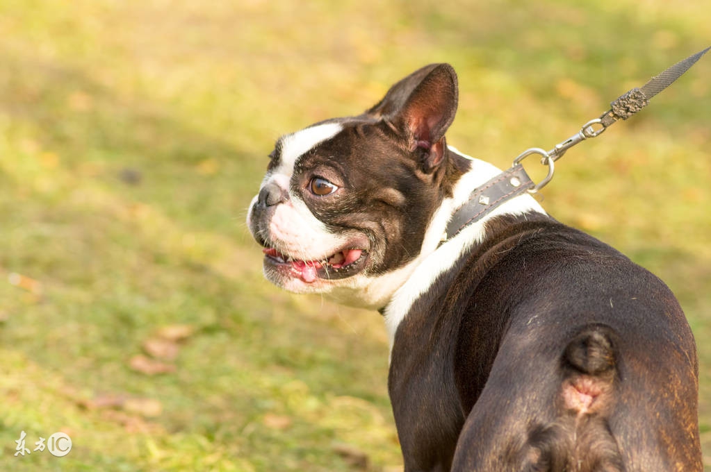 可爱的斗牛犬视频,法国斗牛犬训练大小便