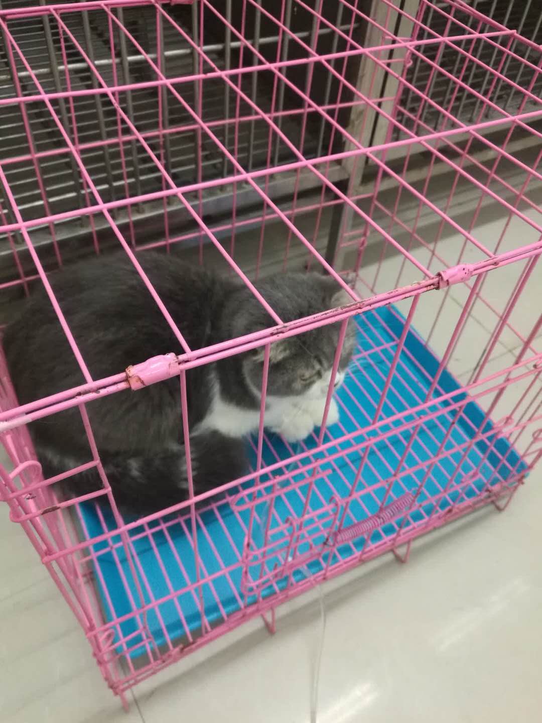 猫咪猫瘟是怎样的,猫咪知识科普不露脸