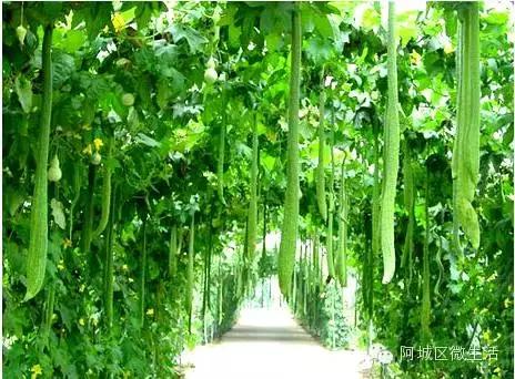 阿城现在的生活,阿城现在如何