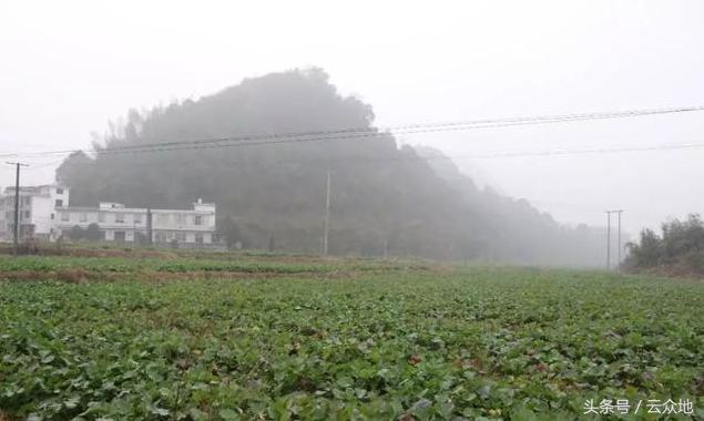 早春油菜田间管理技术要点及近期加强防范油菜冻害！