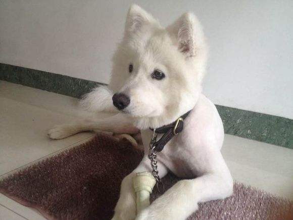 狗狗剪毛后要注意什么吗,狗狗剪毛要注意什么吗