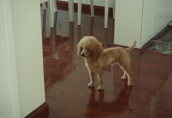 狗狗剪毛后要注意什么吗,狗狗剪毛要注意什么吗