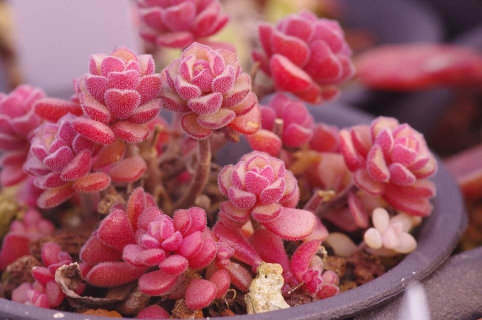 划划手机养养眼，让多肉美拍缓解你的疲劳，静下来明天再出发！