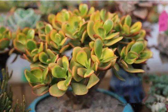 划划手机养养眼，让多肉美拍缓解你的疲劳，静下来明天再出发！