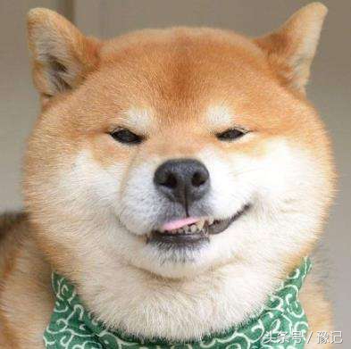 狗年将至,三只狗告诉我什么叫“知心的朋友,暖脚的老狗”