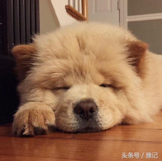 狗年将至,三只狗告诉我什么叫“知心的朋友,暖脚的老狗”