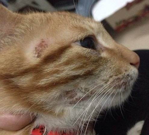 治疗猫癣过程注意什么,猫咪预防猫癣用什么药比较好